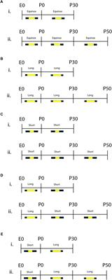 Sequential Photoperiodic Programing of Serotonin Neurons, Signaling and Behaviors During Prenatal and Postnatal Development